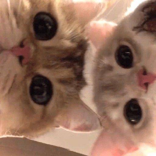 しゅっ?