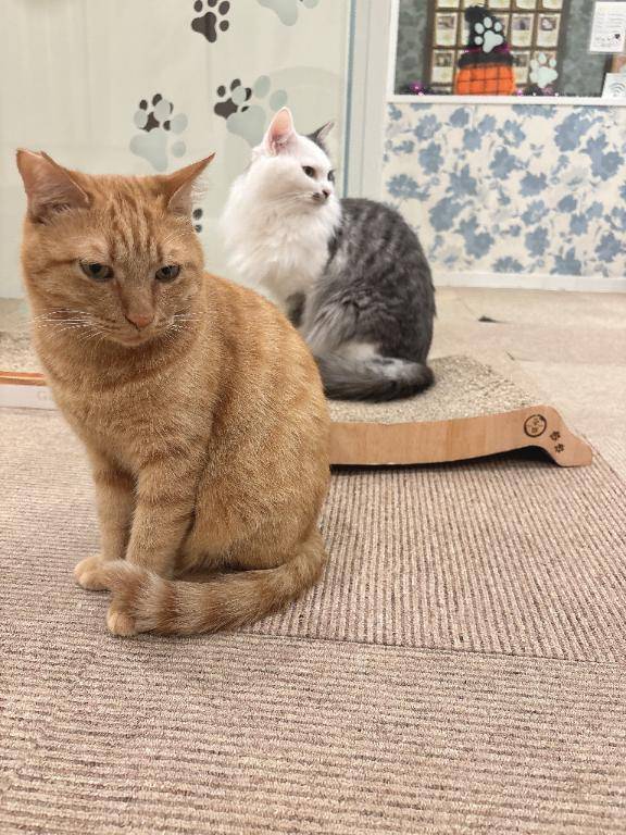 あんな　【業界完全未経験】可愛らしいお顔が快楽に歪んでいくその瞬間...