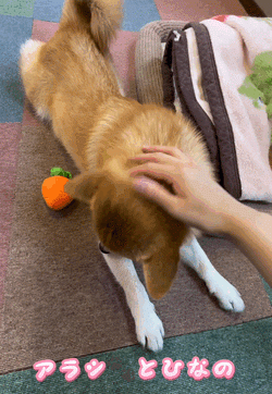 アラシ🐾とひなの