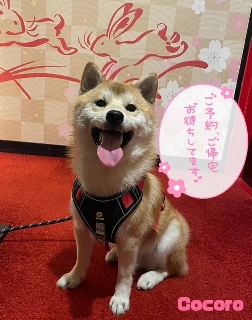 看板犬その名を嵐部長♡