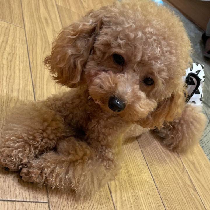 お休みの日は(◦ˉ ˘ ˉ◦)