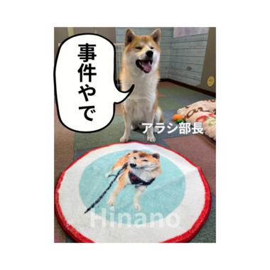 📣⚡️乙姫宴、事件です⚡️📣