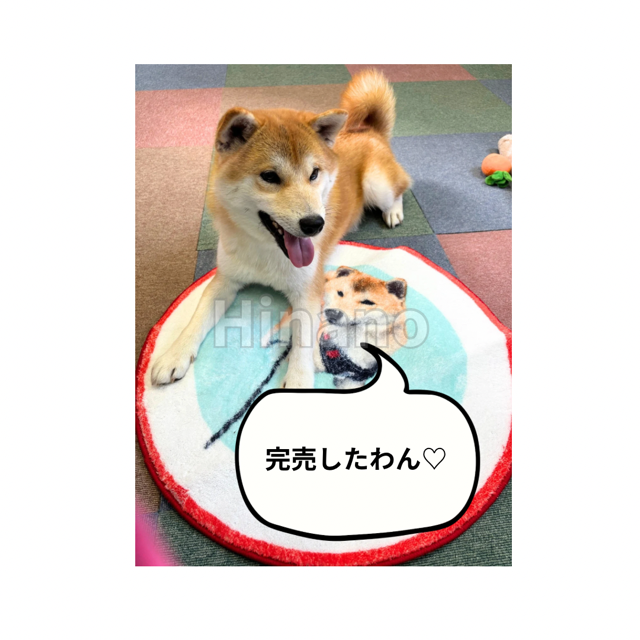 完売したワン🌺