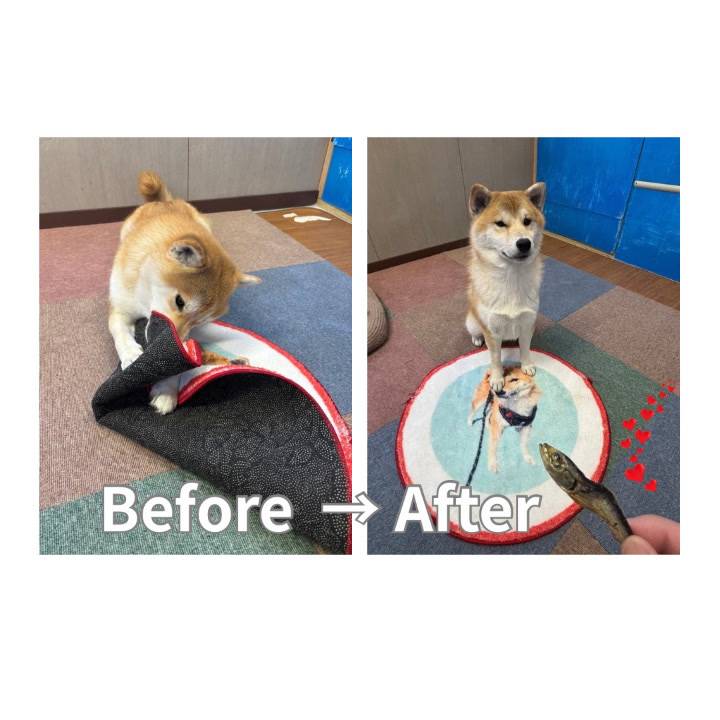 ビフォアフター🐕