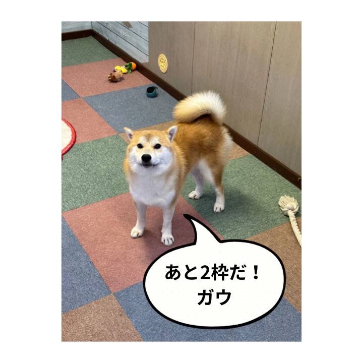 ひなのの日課🐕💞