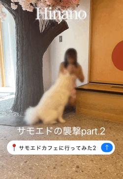 サモエドちゃんの襲撃💞