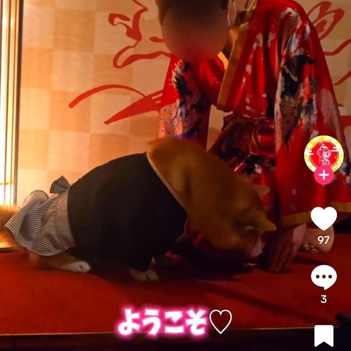 TikTokみてね