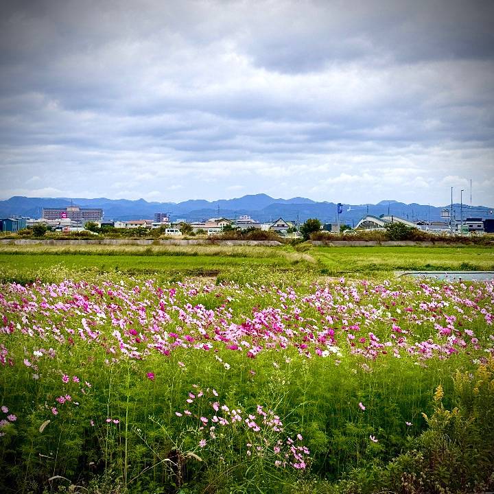 【コスモスばたけめっけ】