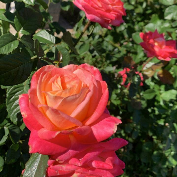 ゆの🌸11月3日出勤です😍