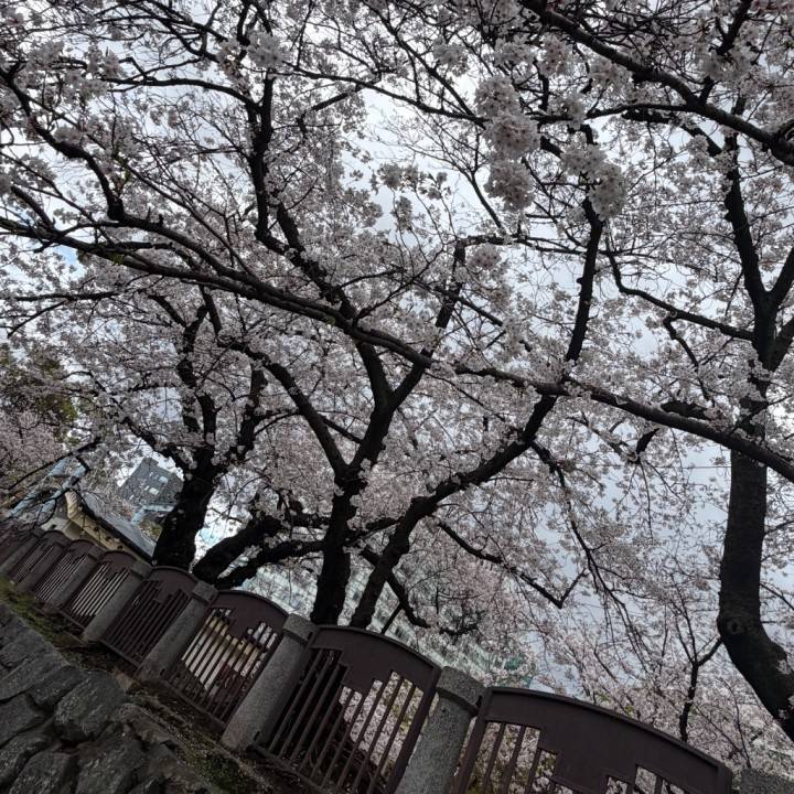 福岡も満開です🌸