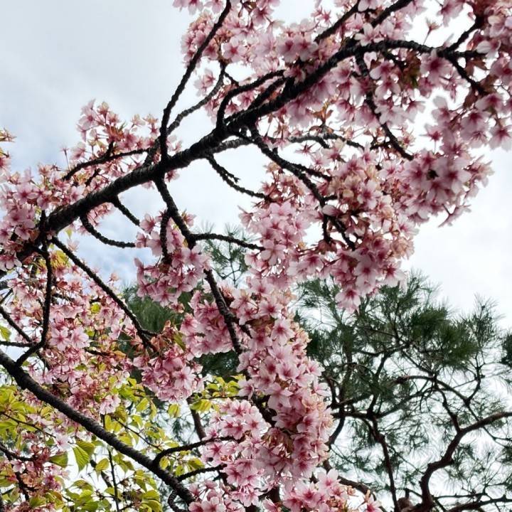 🌸