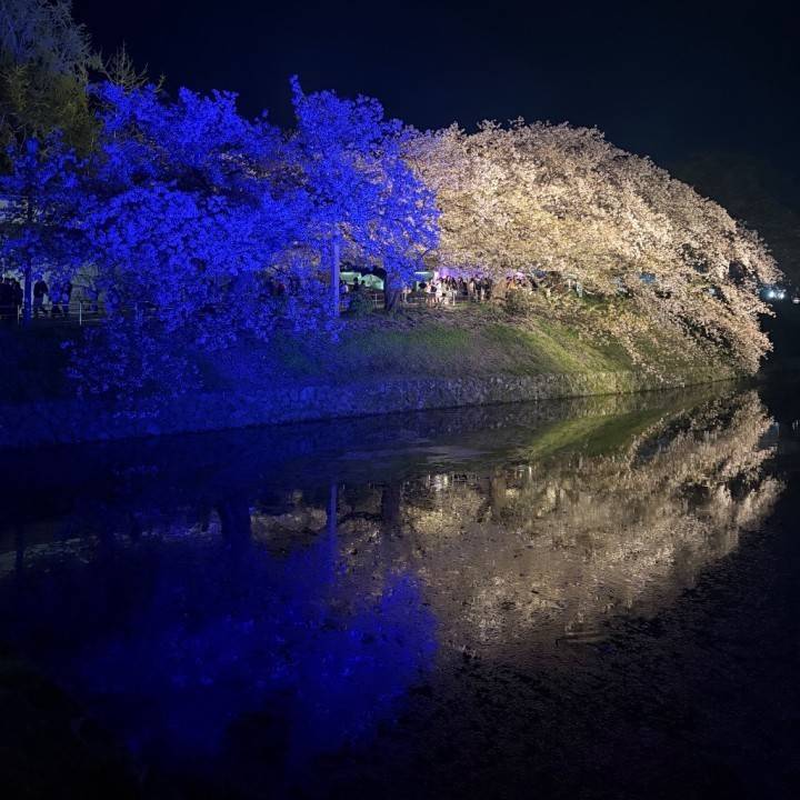 2026桜見納め完了🙆🏻‍♀️