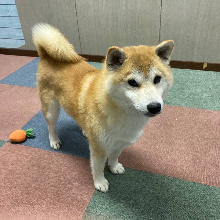 あらし部長☆