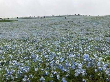 ひたち海浜公園☆