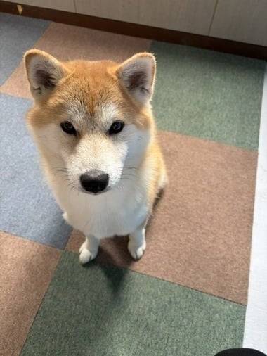 ひなのとアラシ🦮