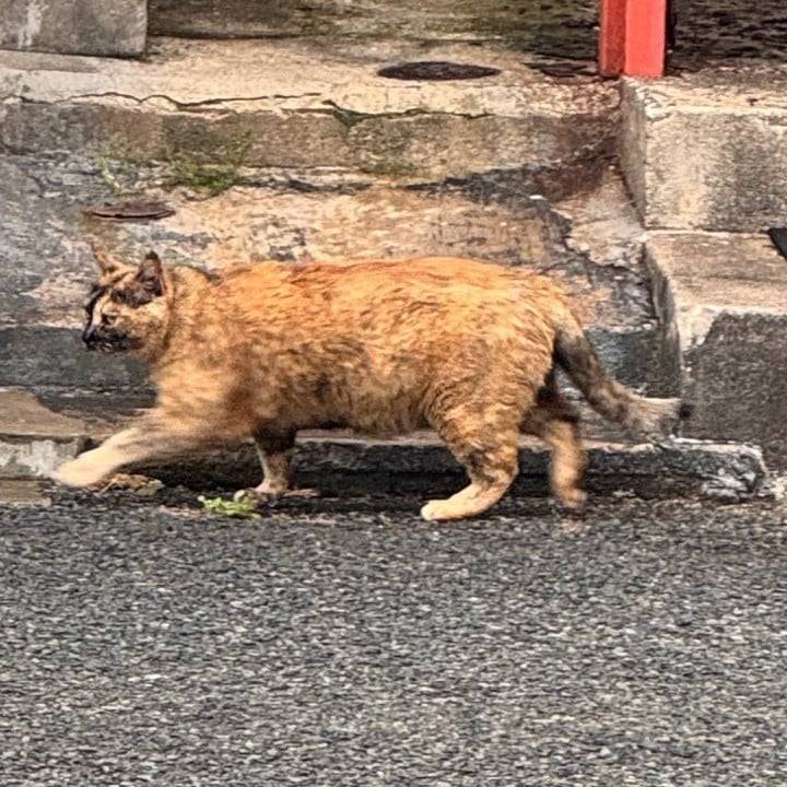 えびふりゃー
