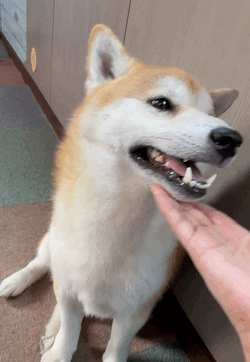 あらし部長〜