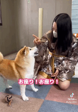 わんわん動物園っ