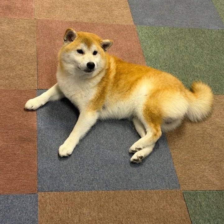 🐶