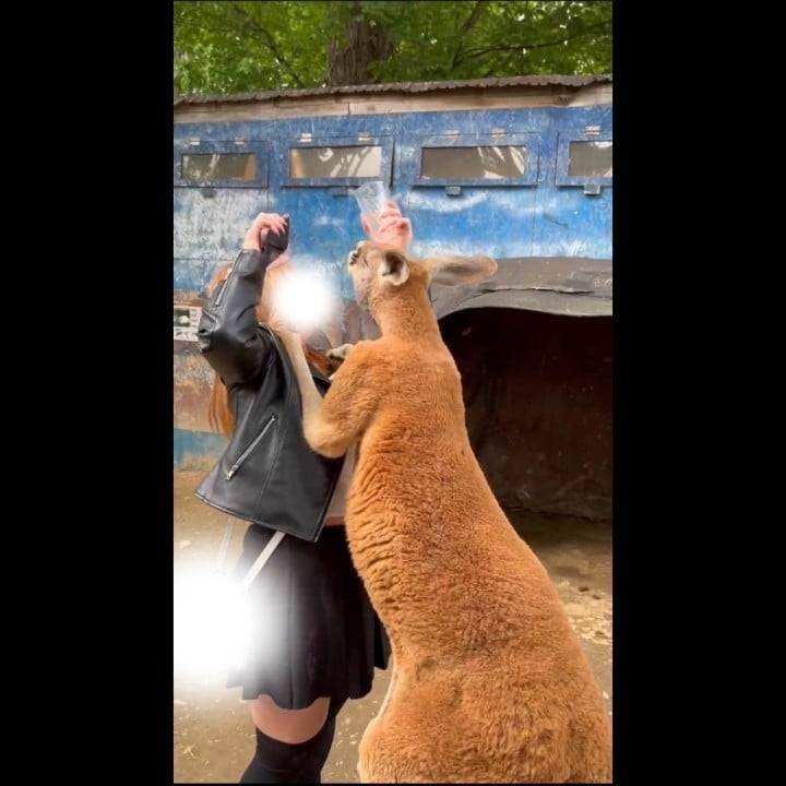 カンガルー🦘