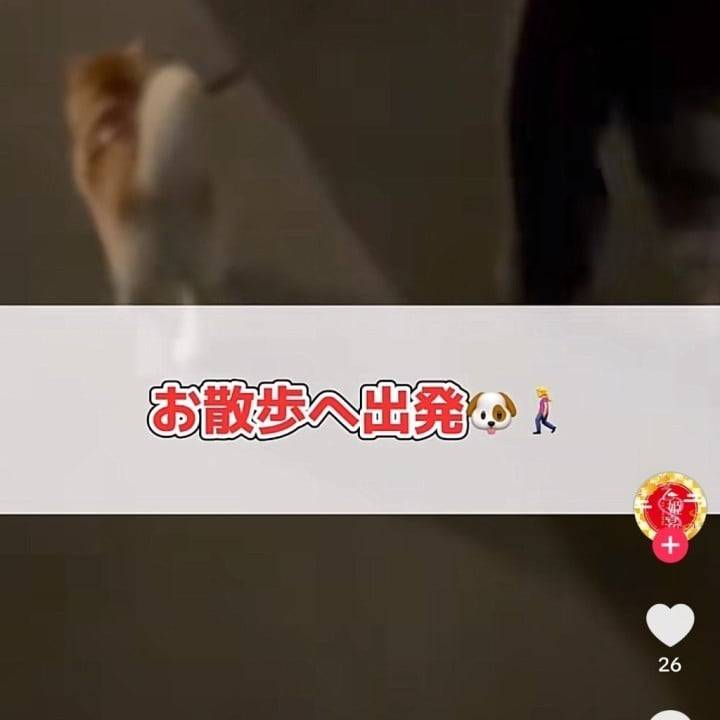 あらし部長と夜さんぽ🐕🌙