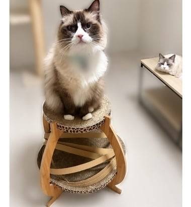 起きたら大破壊…😳🐈笑