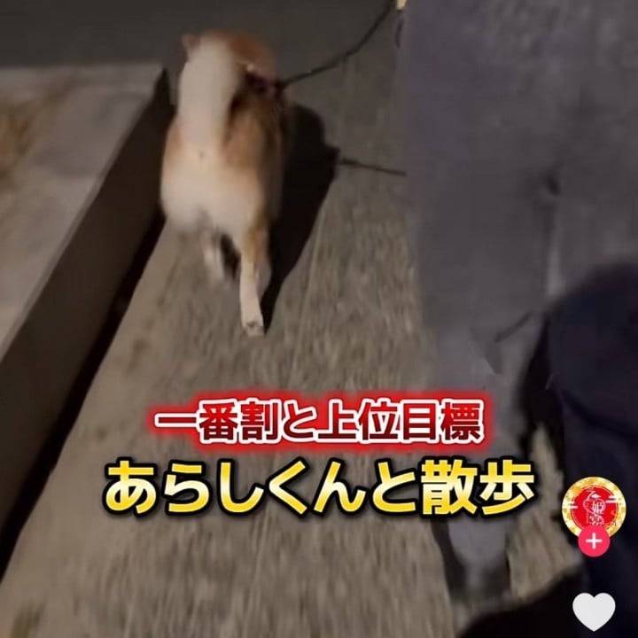 米子でのお楽しみ、まだまだ増えそうです🐕🐈🍬✨️