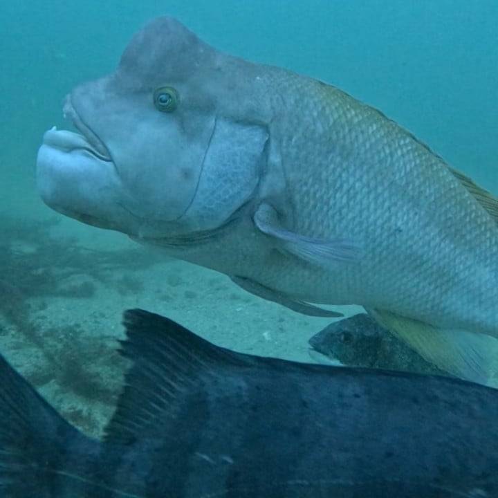 コブダイの頼子です🐟