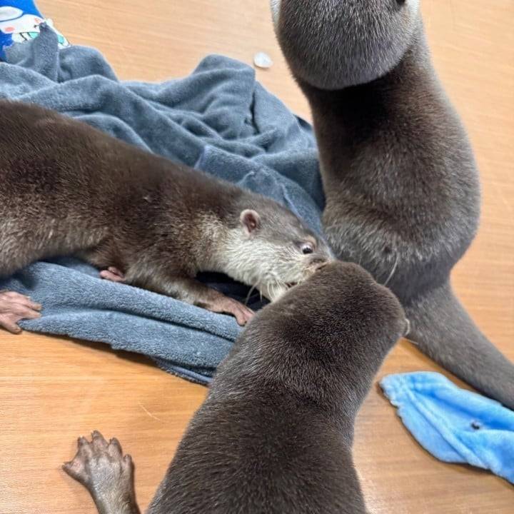 カワウソ好きなんです