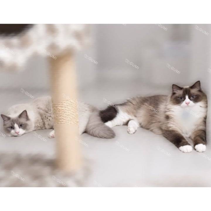 ただいまのモフモフ補給🐈🤍