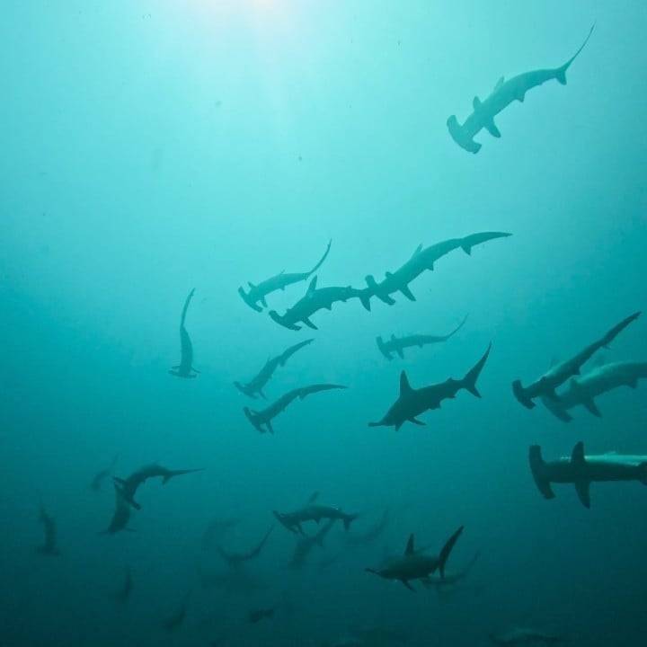 ⚒️🦈