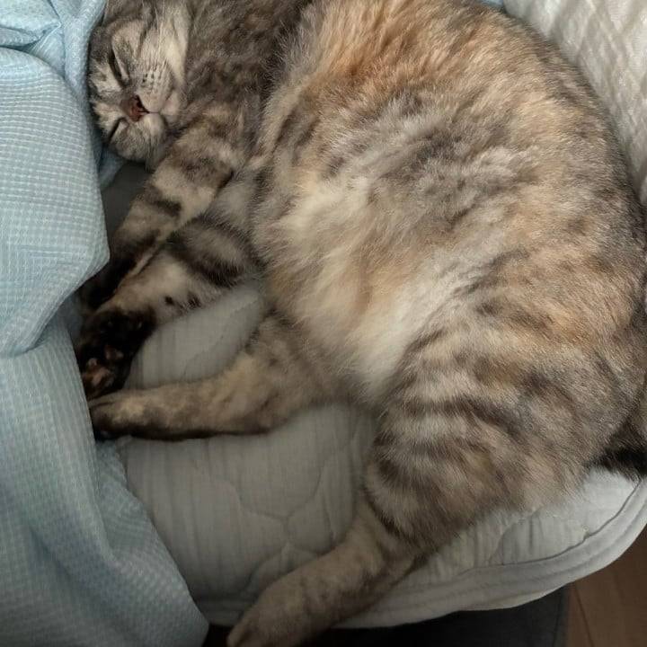 ぴんく