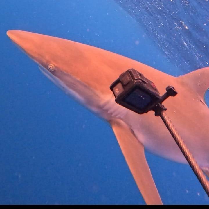🦈🦈🦈