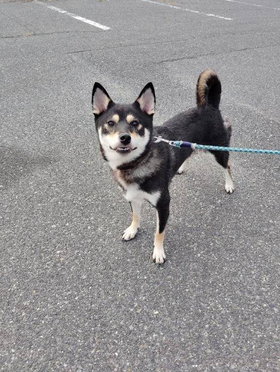 今日は、いい顔🐶🐶