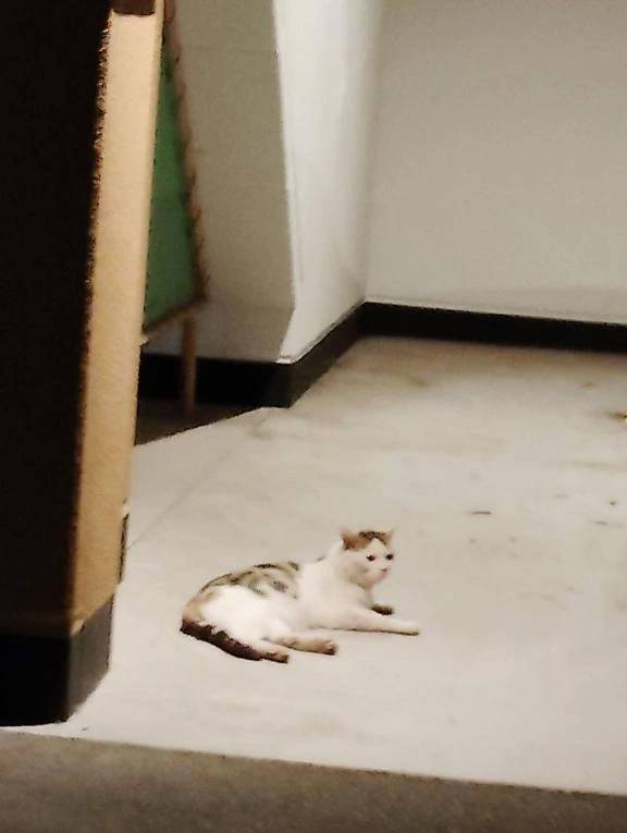 ねこちゃん🐱🐱