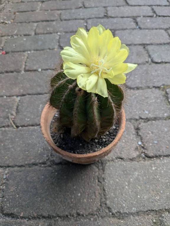後で