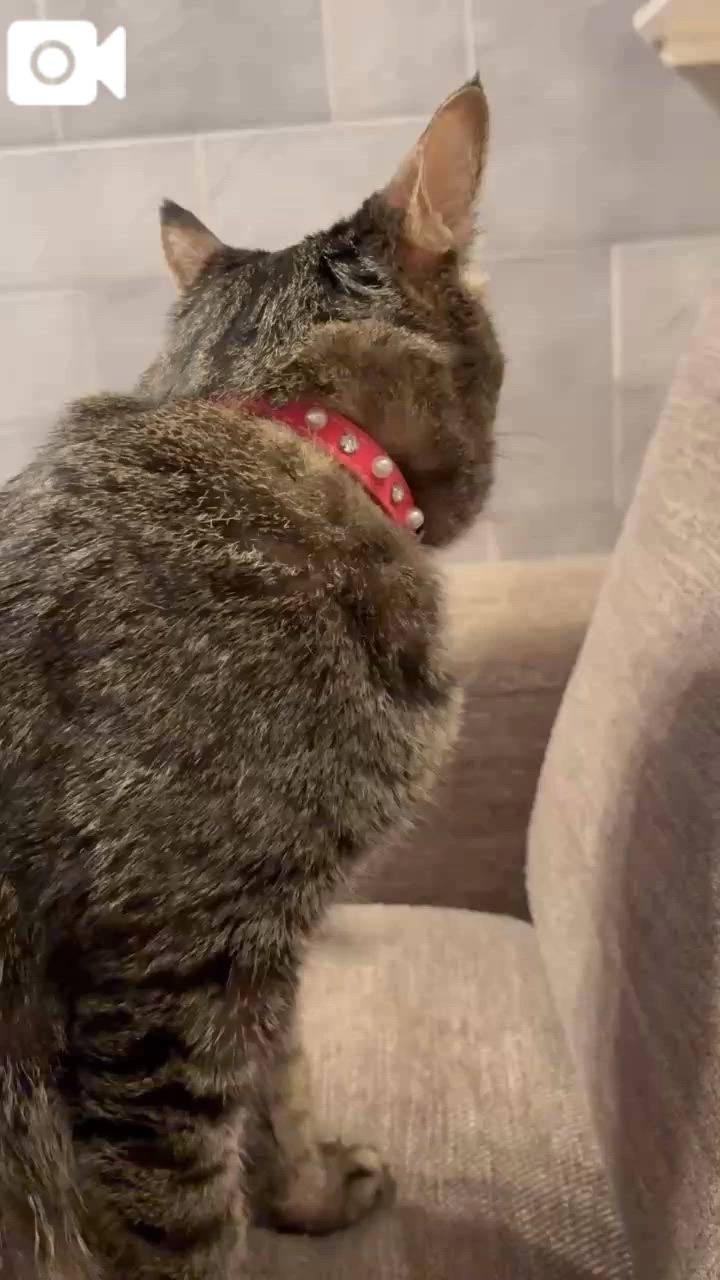 Timeサービス実施中🐕‍🦺
