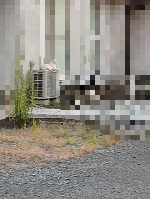発見🐱🐱