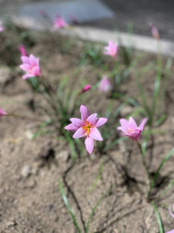 お礼🌸