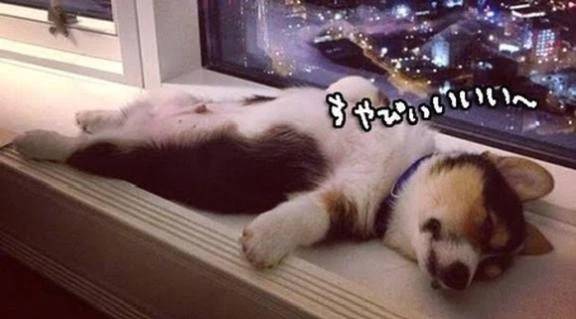 おやすみなさい