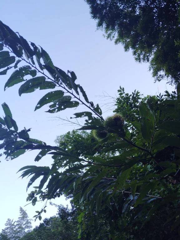 栗
