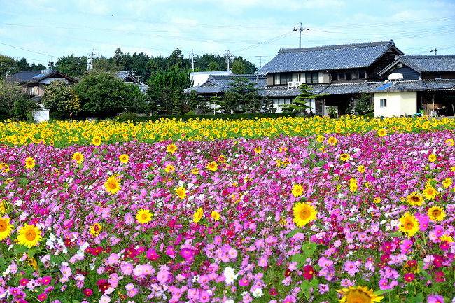 １０月になって初めての日曜日
