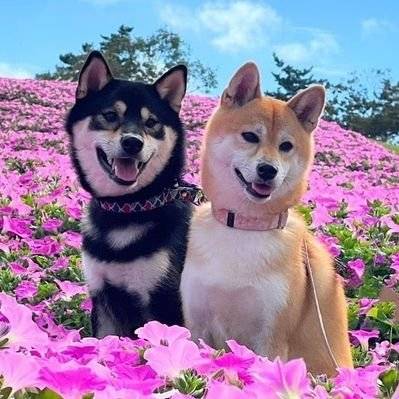 予想最高気温は２６℃