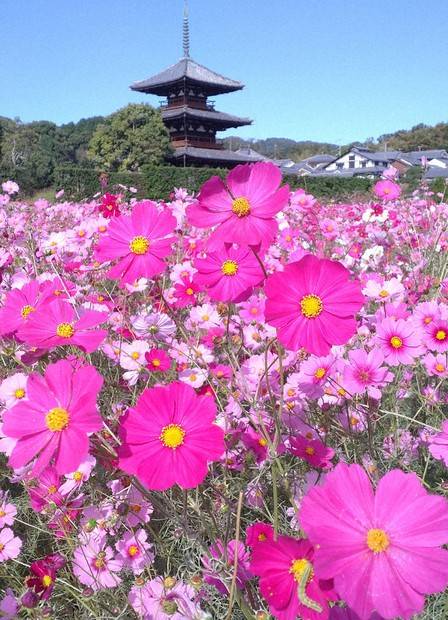 出勤の予定でしたが、お休みさせていただきます