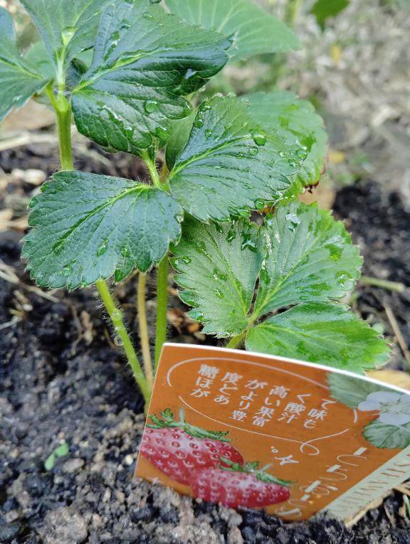 いちご🍓