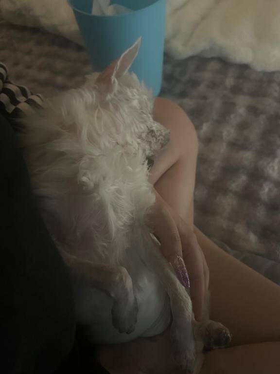 犬ですか人間ですか