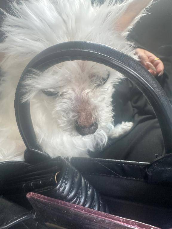 もさばにカット