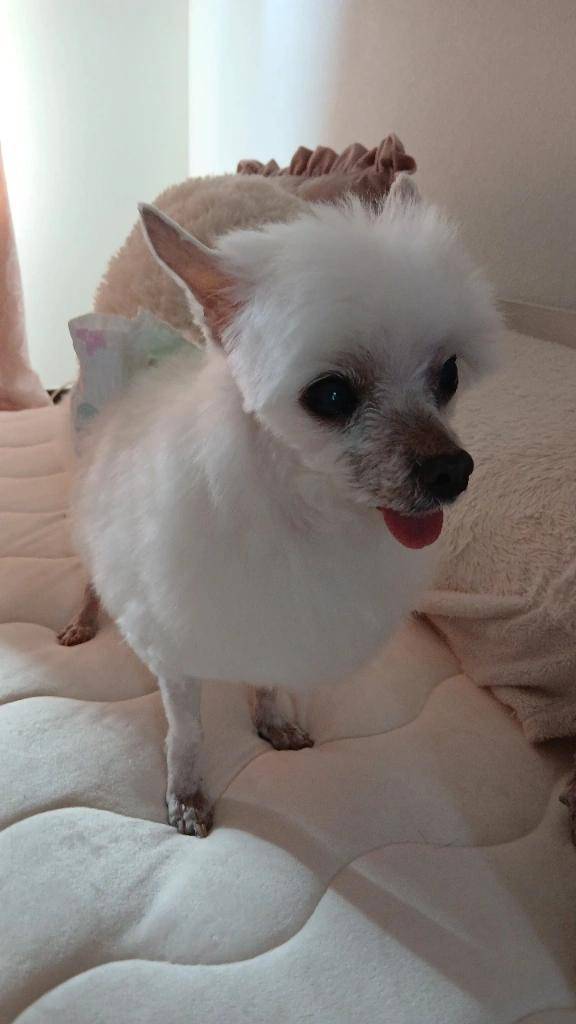 犬好きさん達へ??