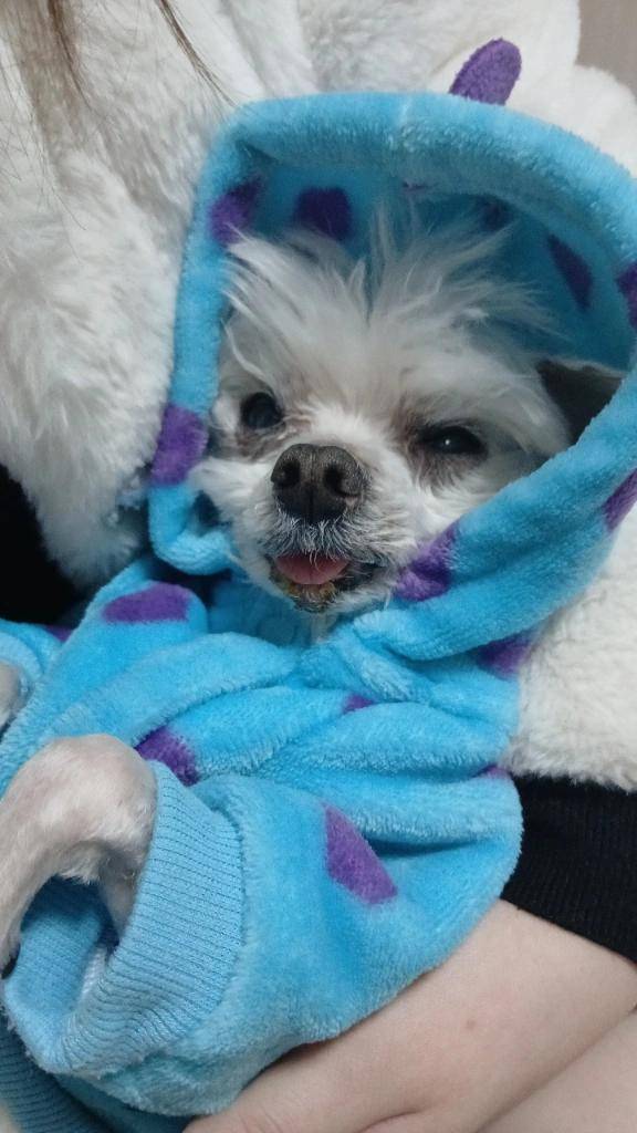 黒プーさんの飼い主さんへ?