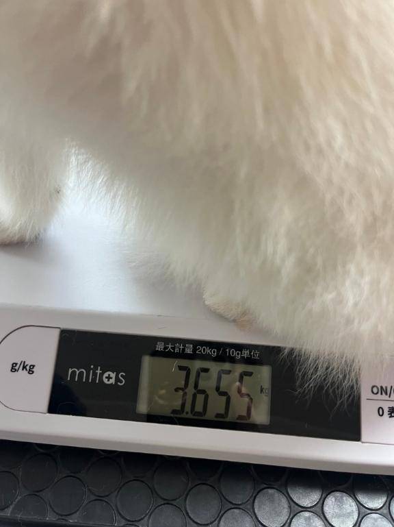 ダイエットは本日から～?